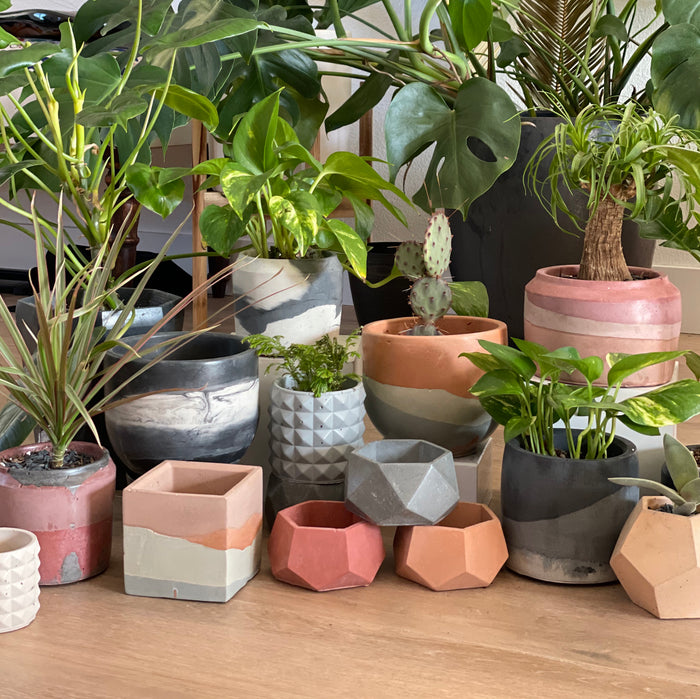 PLANTERS
